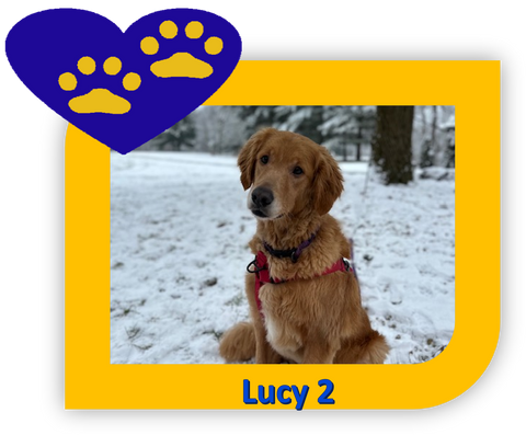 Sponsor A Golden - Lucy 2